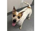 Scooter Australian Cattle Dog Adult Male