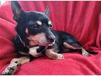 Gordon Ramsey Miniature Pinscher Adult Male