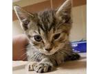 Pickles American Shorthair Young Female