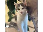 Wind Domestic Shorthair Young Female