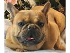 Axel French Bulldog Young Male