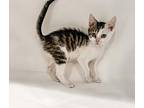 Pistachio Domestic Shorthair Kitten Female