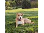 Adopt Sasha a Yellow Labrador Retriever