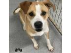 Adopt Mia a Beagle, Labrador Retriever