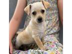 Adopt Pearl - Ruby Pup a Terrier