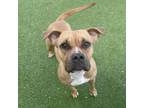 Adopt Ella a Boxer