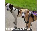 Adopt Thor and Kendall a Labrador Retriever, Pointer