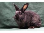 Adopt Dominica a Bunny Rabbit