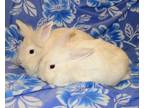 Adopt Glitter and Glow a Lionhead