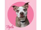 Adopt Nyla a American Staffordshire Terrier