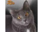 Adopt Rio a Domestic Short Hair, Russian Blue