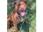 Adopt Zena a Labrador Retriever, Pit Bull Terrier