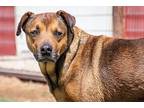 Adopt Brees a Pit Bull Terrier