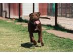 Adopt Leah a Labrador Retriever, Pit Bull Terrier