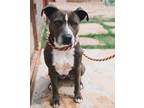 Adopt Jolie a Pit Bull Terrier