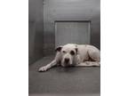 Adopt SWEET PEA a Pit Bull Terrier