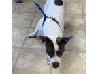 Adopt MOO COW a Pit Bull Terrier