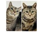 Adopt Bootsey a Tabby