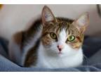 Adopt Jelly Roll a Domestic Short Hair