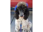 Adopt Shirley a Standard Poodle
