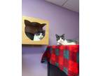 Adopt Gracie and George a Domestic Short Hair