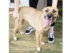 Adopt Allie a Carolina Dog