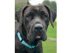 Adopt Stella a Mastiff