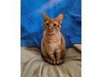 Adopt Orange Spice a Tabby