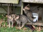 4 Male Kittens