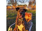 Adopt Sage a Labrador Retriever, Pit Bull Terrier