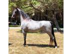  [url removed] REGISTERED BLUE ROAN GELDING