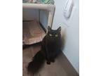 Adopt Flirtsy a Domestic Medium Hair