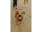 Adopt Sophia a Black Mouth Cur