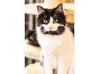 Adopt Xena (Bonded Pair) a Domestic Medium Hair