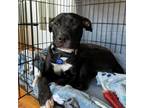 Adopt Blue Moon a Black Labrador Retriever