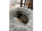 Adopt Tina a Domestic Short Hair