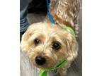 Adopt Lala a Silky Terrier, Mixed Breed
