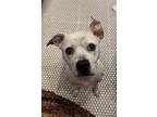 Adopt Hedwig a Pit Bull Terrier