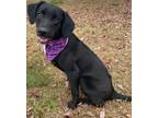 Adopt Brittany a Black Labrador Retriever