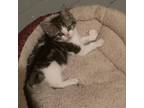 Adopt Adora_2 a Domestic Short Hair