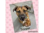 Adopt Trooper a Boxer, Hound