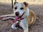 Adopt MUFASSA* a Labrador Retriever, Mixed Breed