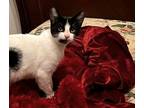 Adopt Pongo a Domestic Short Hair