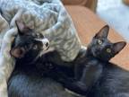 Adopt Billie Holiday and Nick a Domestic Short Hair