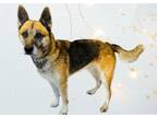 Adopt SHAG a German Shepherd Dog