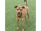 Adopt Buckie a Mixed Breed