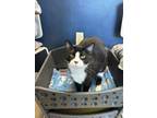 Adopt Jack a Domestic Short Hair