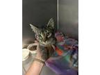 Adopt Levi a Domestic Short Hair