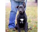 Adopt Astro a German Shepherd Dog, Black Labrador Retriever