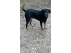 Adopt Nickolas a Labrador Retriever, Shar-Pei